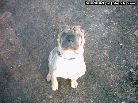 Shar Pei Happy Hippo`s Sila