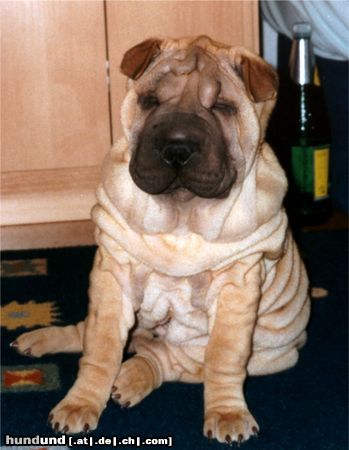 Shar Pei Golding Single Step Forward