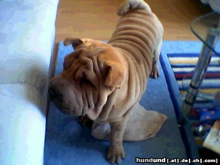 Shar Pei Tomy 18.06.2003