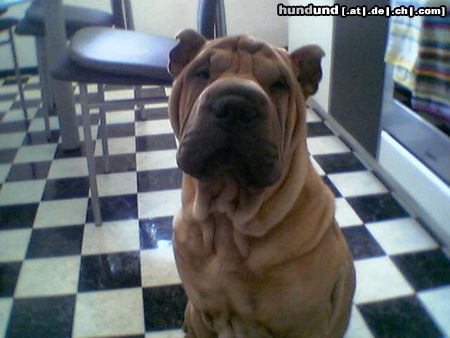 Shar Pei Tomy