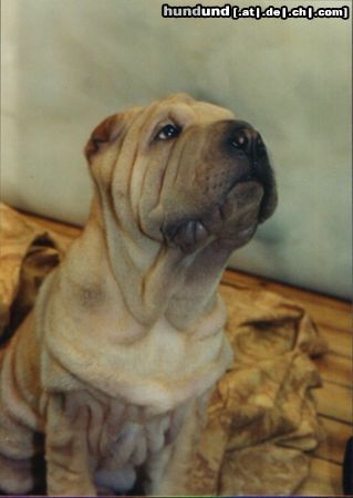 Shar Pei