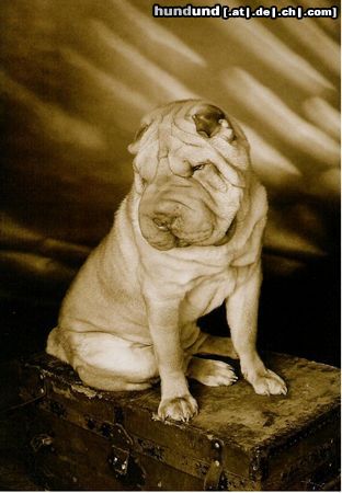 Shar Pei Odin