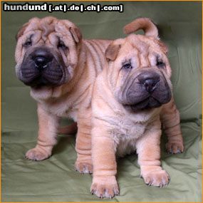 Shar Pei unsere rote Welpen