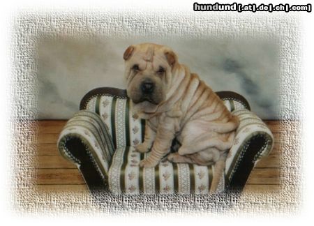 Shar Pei