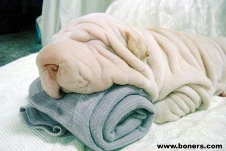 Shar Pei I love Shar-Pei