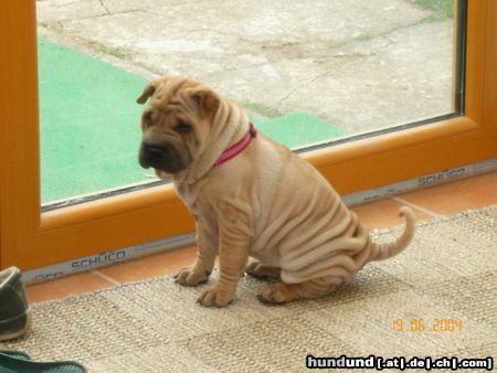 Shar Pei Lou-Lou