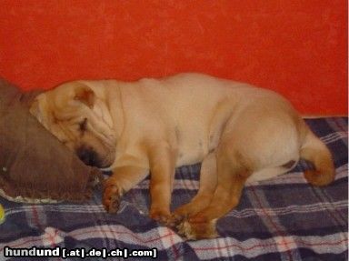 Shar Pei hunde sind auch menschen,