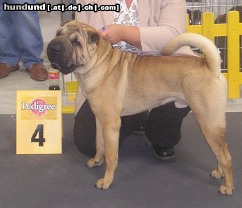 Shar Pei Jeff auf der Eurodog 03