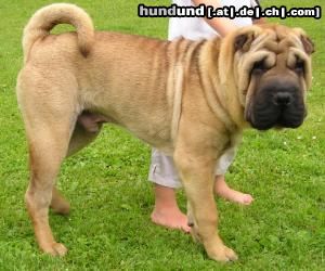 Shar Pei Wymander´s Mr. President