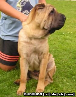 Shar Pei Jefferson