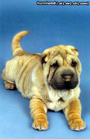 Shar Pei mein aaron