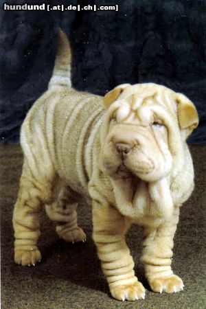 Shar Pei die schwester