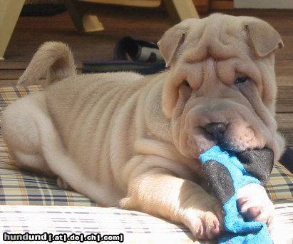 Shar Pei Just Lovely