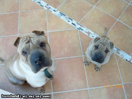 Shar Pei