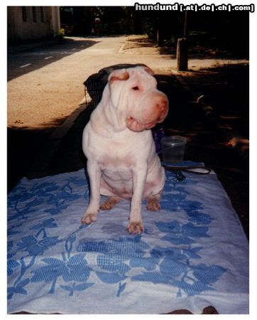 Shar Pei ist sie nicht toll?