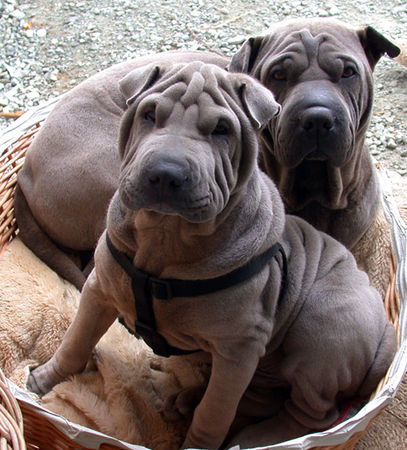 Shar Pei