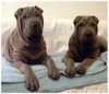 Shar Pei Hund