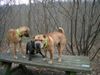 Shar Pei Hund