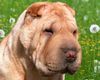 Shar Pei Hund