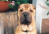 Shar Pei Hund