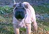 Shar Pei Hund