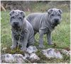 Shar Pei Hund