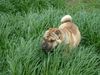 Shar Pei Hund