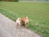 Shar Pei Hund