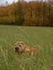 Shar Pei Hund