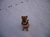 Shar Pei Hund