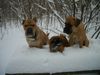 Shar Pei Hund