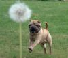 Shar Pei Hund