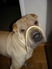 Shar Pei Hund