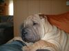 Shar Pei Hund