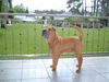 Shar Pei Hund