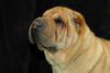 Shar Pei Hund