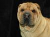 Shar Pei Hund