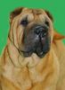 Shar Pei Hund