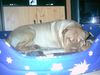 Shar Pei Hund