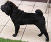 Shar Pei Hund