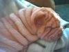 Shar Pei Hund