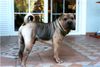 Shar Pei Hund