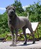 Shar Pei Hund