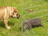 Shar Pei Hund