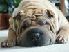 Shar Pei Hund