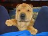 Shar Pei Hund