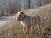 Shar Pei Hund