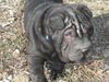 Shar Pei Hund