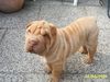 Shar Pei Hund