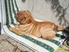 Shar Pei Hund